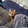 Tupac a rejoint le concours — aidez-le/la à gagner de superbes lots ! cat, tabby, green_eyes, blanket, couch, furniture, indoor, cozy, curious, pet, fur, whiskers, ears, looking, resting, soft, home, relaxing, comfort, domestic_animal