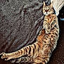 cat, tabby, animal, pet, relaxed, lying_down, feline, fur, striped, cozy, blanket, couch, indoor, whiskers, paws, tail, resting, sleepy, cute, domestic_cat