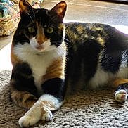 Miss Garage is registered to the contest to win money with this photo: animal, calico, carpet, cat, ceramic, closeup, crossed_legs, decor, feline, fur, home, indoor, lace, mammal, paws, pet, relaxed, resting, sunlight, whiskers