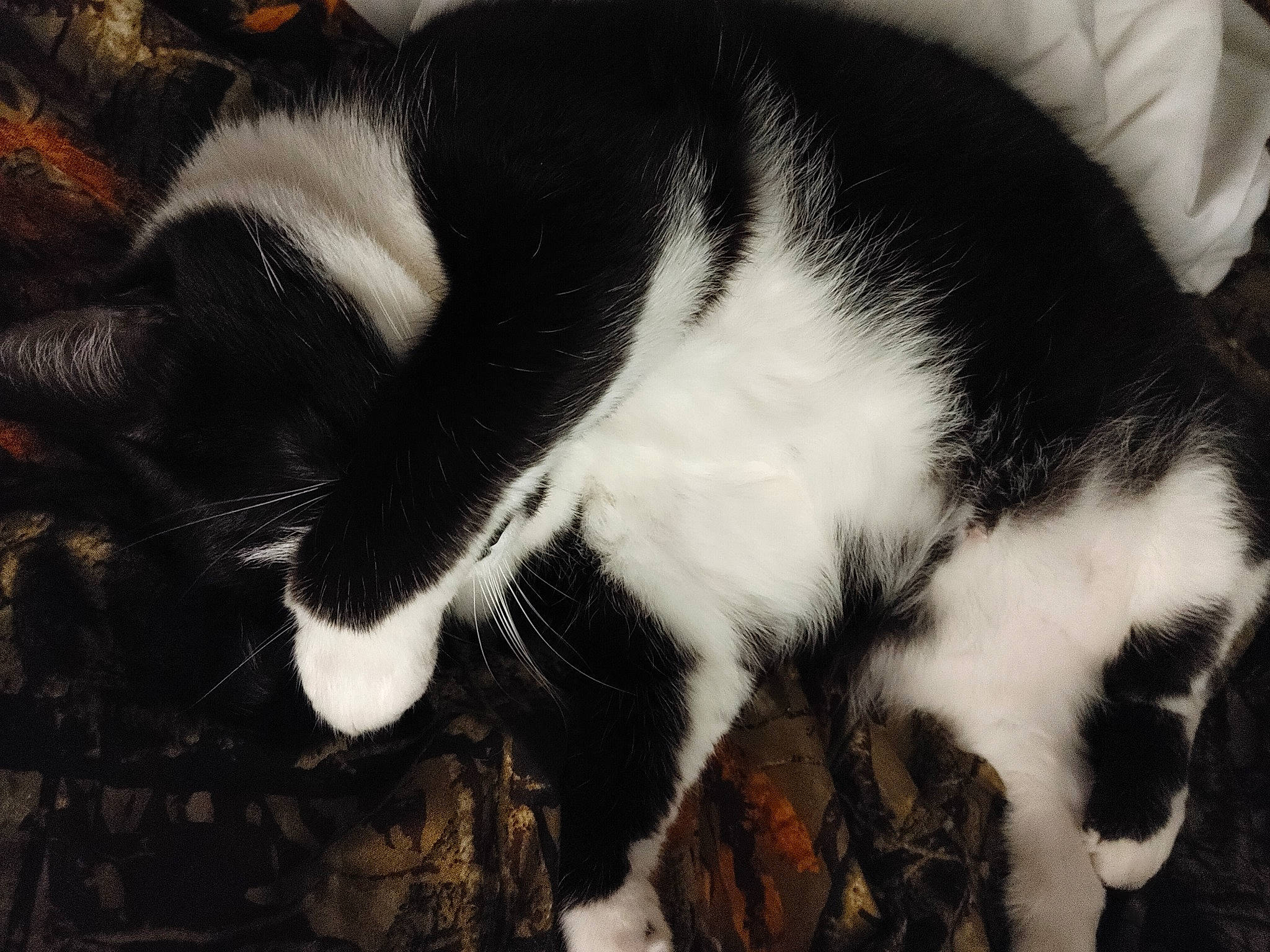 Diamond joined the competition — help win amazing prizes! canidae, carnivore, cat, claw, cloud, comfort, domestic_short_haired_cat, felidae, fur, monochrome, monochrome_photography, nap, paw, sky, sleep, small_to_medium_sized_cats, snout, tail, terrestrial_animal, whiskers