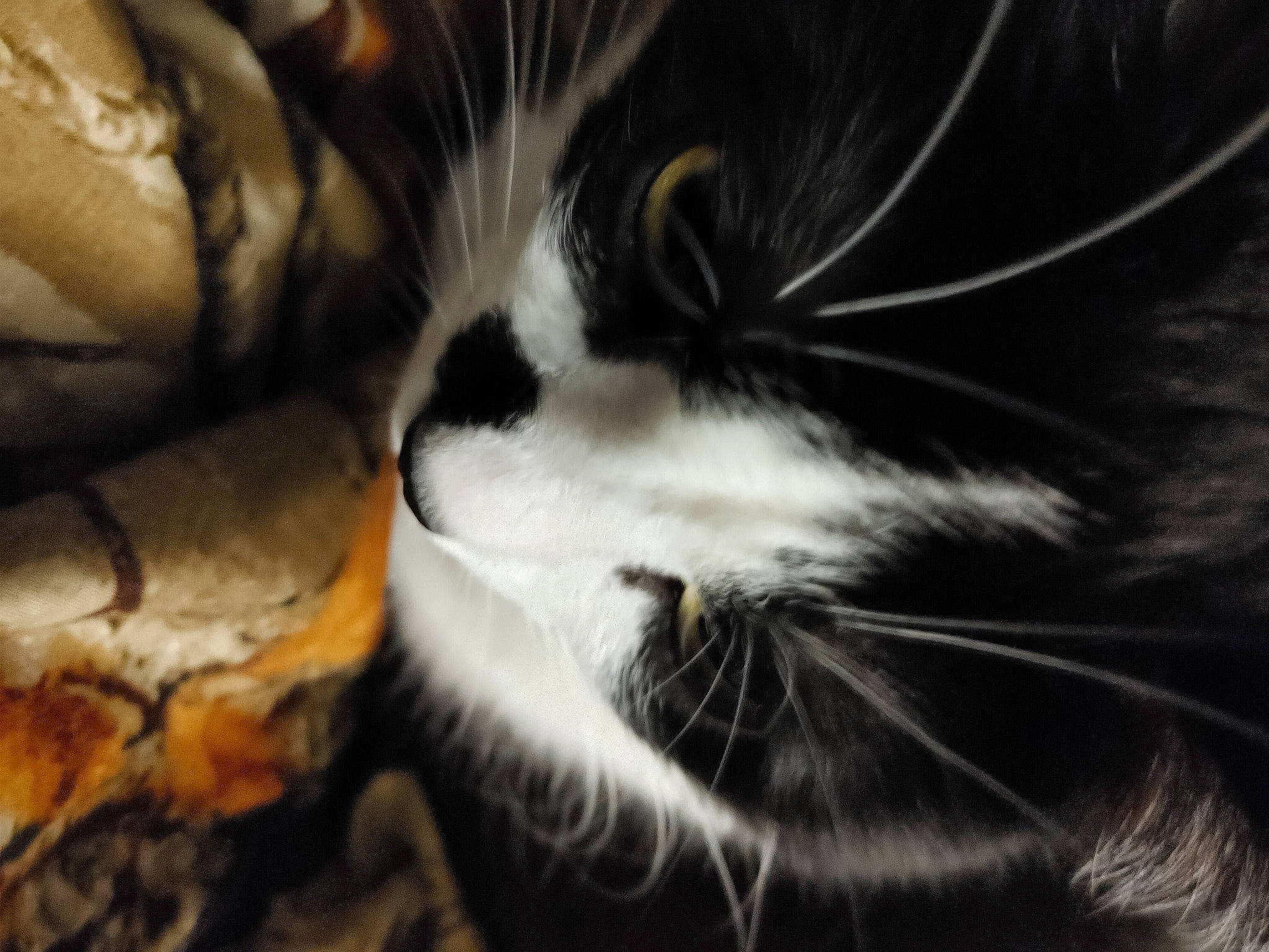 Diamond joined the competition — help win amazing prizes! carnivore, cat, claw, close_up, darkness, domestic_short_haired_cat, felidae, fur, macro_photography, monochrome_photography, night, paw, plant, small_to_medium_sized_cats, snout, tail, terrestrial_animal, whiskers, wildlife, wood