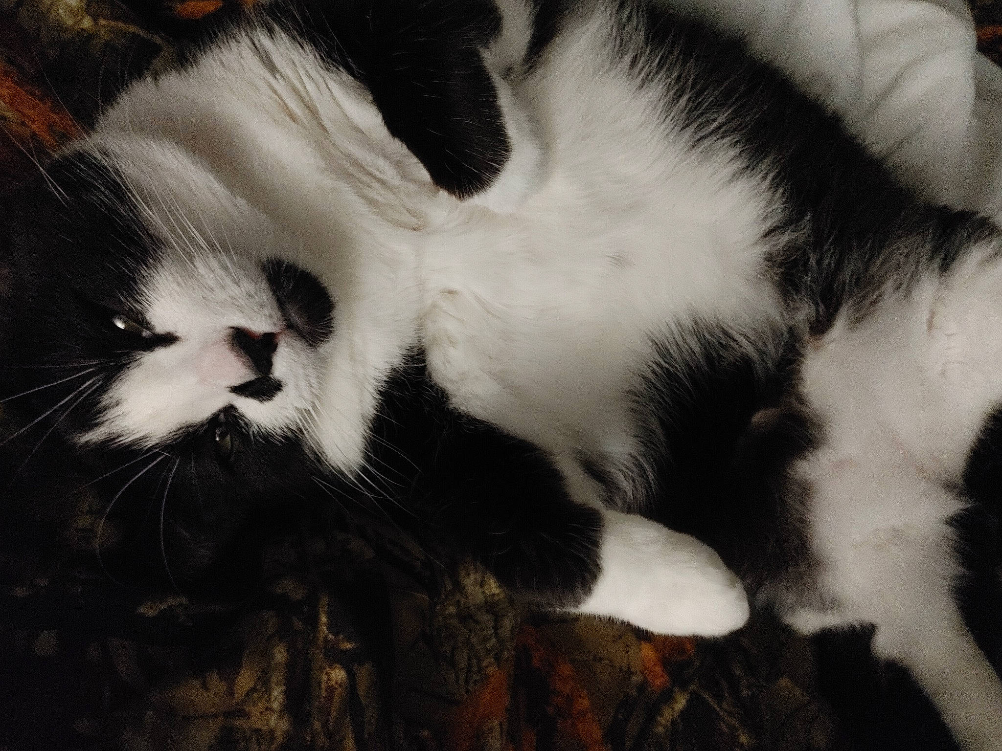 Diamond is registered to the contest to win money with this photo: carnivore, cat, claw, comfort, domestic_short_haired_cat, felidae, fur, grass, monochrome, monochrome_photography, paw, plant, small_to_medium_sized_cats, snout, tail, terrestrial_animal, tree, whiskers