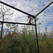 Sam joined the competition — help win amazing prizes! cat, siamese_cat, balancing, outdoor, sky, cloudy_sky, trees, bushes, greenery, metal_frame, screened_enclosure, nature, wildlife, animal, pet, daytime, fence, branch, forest, adventure