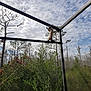 cat, siamese_cat, balancing, outdoor, sky, cloudy_sky, trees, bushes, greenery, metal_frame, screened_enclosure, nature, wildlife, animal, pet, daytime, fence, branch, forest, adventure