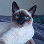 Sam joined the competition — help win amazing prizes! cat, siamese, blue_eyes, fur, pet, animal, indoor, blanket, resting, close_up, portrait, whiskers, cute, feline, relaxed, soft, ears, face, lying_down, cozy