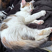 Tarot joined the competition — help win amazing prizes! animal, blanket, calico, cat, closeup, companion, cozy, cute, dog, domestic, friendship, fur, indoor, kitten, pet, pink_paw_pads, relaxation, resting, sleeping, soft