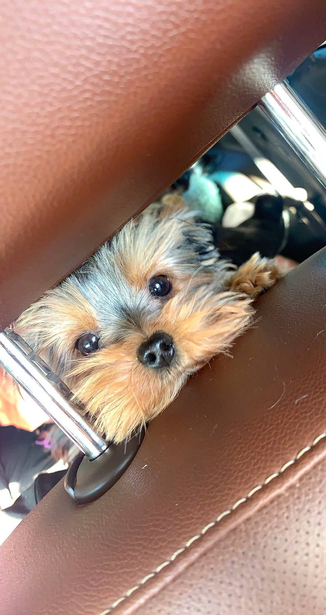 Blue is registered to the contest to win money with this photo: canidae, carnivore, companion_dog, dog, dog_breed, non_sporting_group, pet_supply, puppy, small_terrier, snout, tan, terrier, toy_dog, vertebrate, whiskers, working_animal, working_dog, yorkipoo