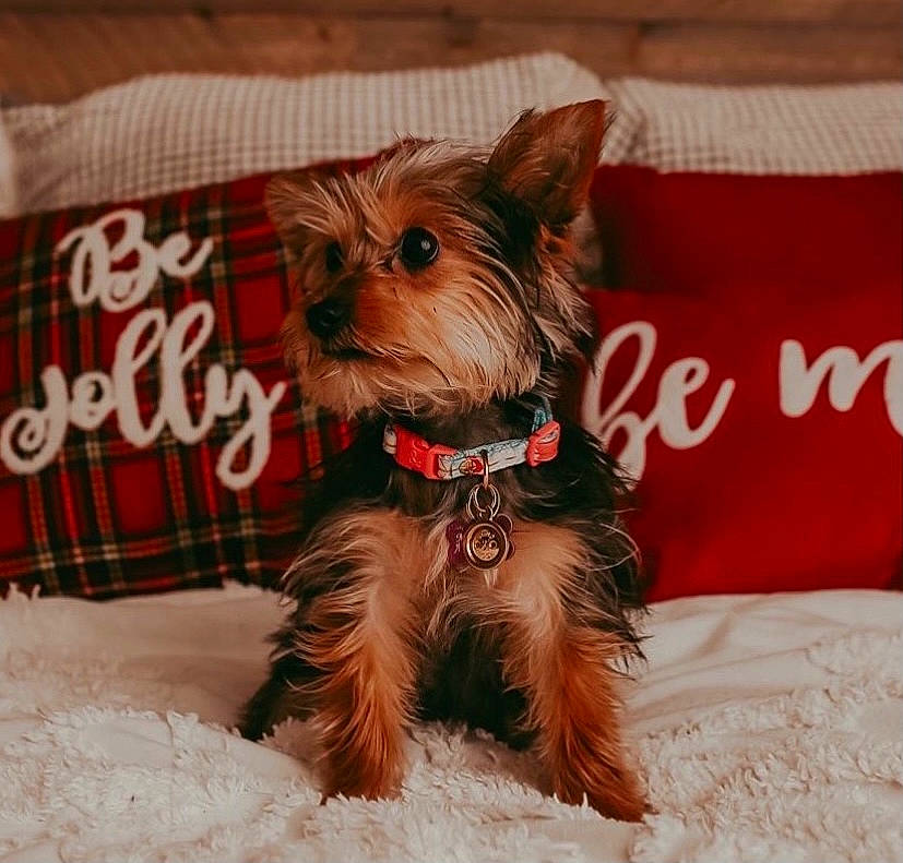 Melly is registered to the contest to win money with this photo: canidae, carnivore, collar, companion_dog, dog, dog_breed, dog_clothes, dog_supply, home_accessories, linens, mammal, pet_supply, puppy, small_terrier, snout, terrier, textile, toy_dog, vertebrate, working_animal