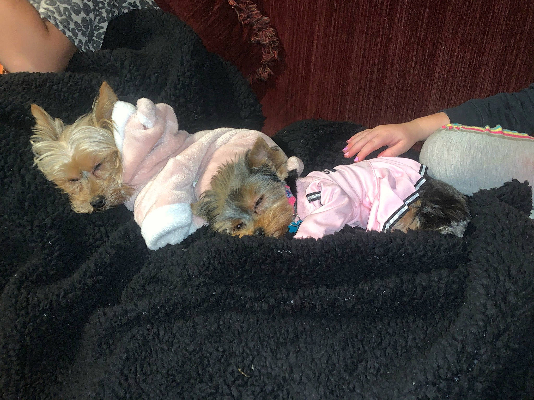 Melly is registered to the contest to win money with this photo: canidae, carnivore, companion_dog, dog, dog_breed, dog_clothes, dog_supply, fawn, fur, nap, non_sporting_group, pet_supply, puppy, small_terrier, stuffed_toy, terrier, toy, toy_dog, west_highland_white_terrier, working_animal