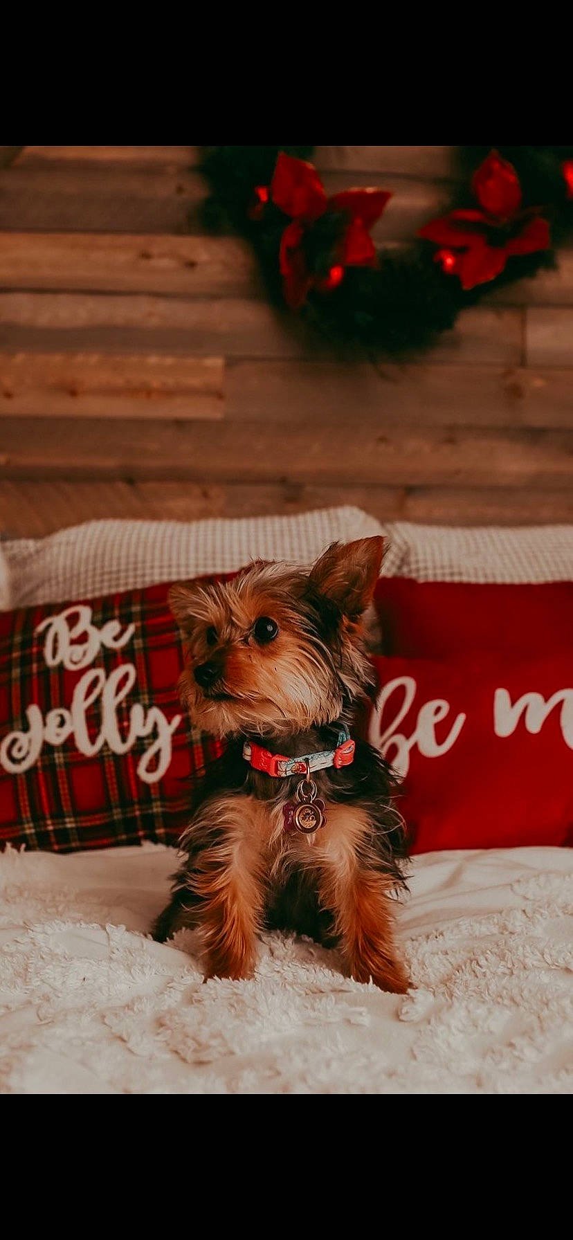Melly joined the competition — help win amazing prizes! australian_terrier, canidae, carnivore, christmas, christmas_decoration, christmas_eve, companion_dog, dog, dog_breed, dog_supply, holiday, interior_design, pet_supply, puppy, small_terrier, snout, terrier, toy_dog, vertebrate, working_animal