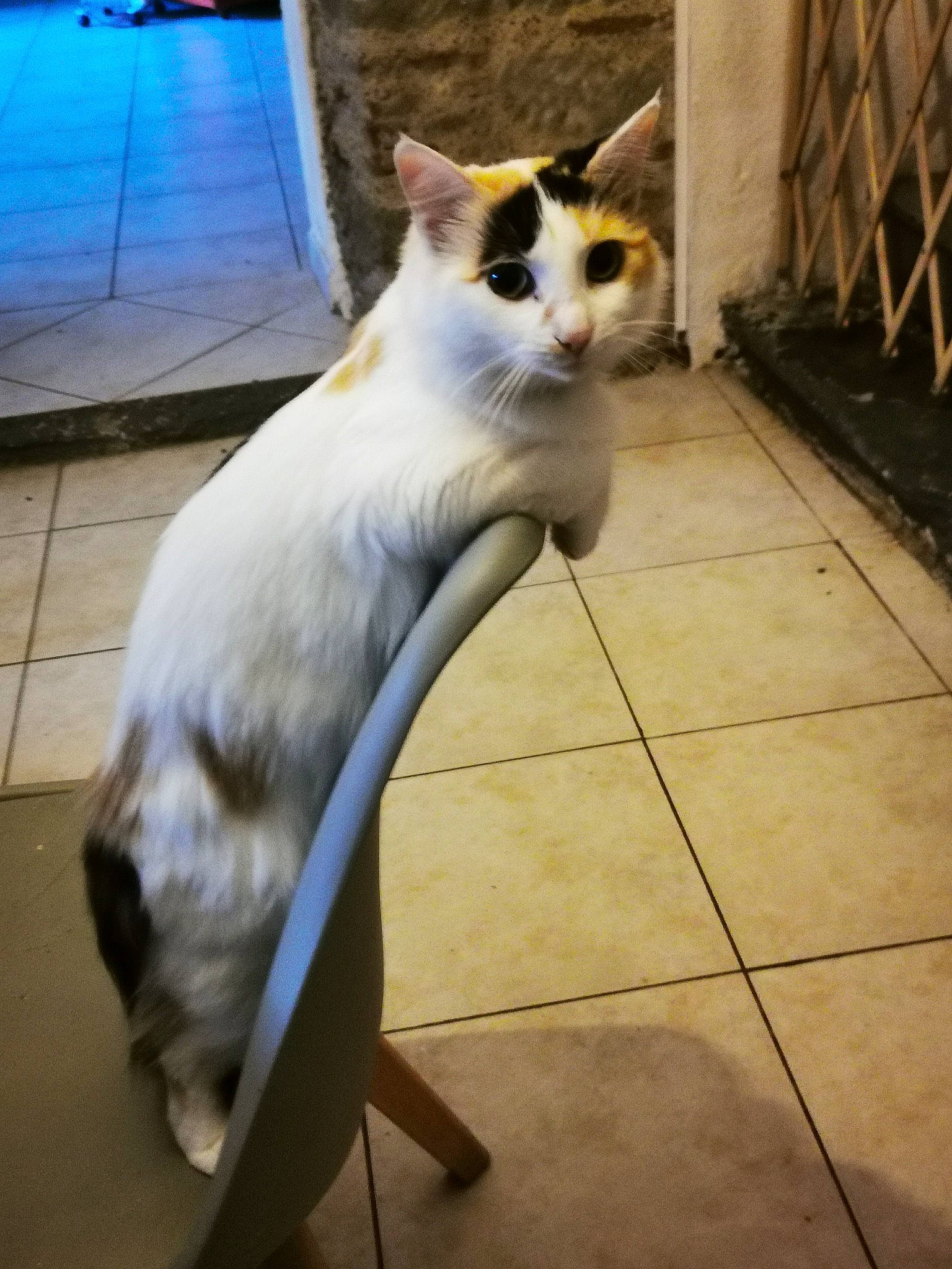 Karma participe au concours pour gagner de l'argent avec cette photo : aegean_cat, carnivore, cat, domestic_short_haired_cat, european_shorthair, fawn, felidae, japanese_bobtail, kitten, mammal, small_to_medium_sized_cats, tail, turkish_van, whiskers