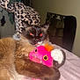 cat, siamese_cat, plush_toy, pink, orange, red_eyes, cuddling, bed, leopard_print, cat_tree, indoor, pet, feline, fur, whiskers, paw, cute, toy, animal, cozy