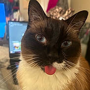 Ashara is registered to the contest to win money with this photo: cat, blue_eyes, tongue_out, fluffy, close_up, indoor, pet, whiskers, brown_fur, white_fur, playful, cute, animal, domestic_cat, portrait, feline, soft_light, face, ears, nose