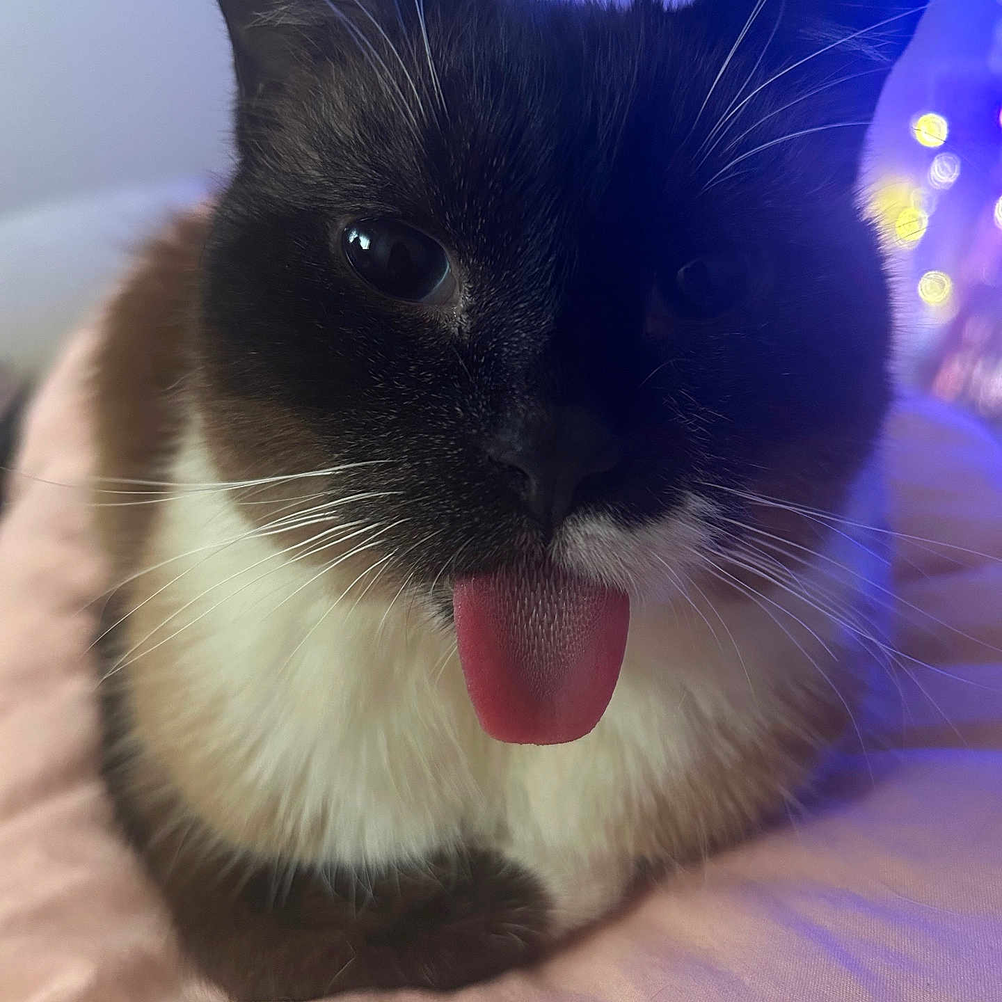 Ashara is registered to the contest to win money with this photo: animal, bokeh, cat, close_up, cozy, cute, dark_fur, feline, fluffy, indoor, pet, pink_blanket, playful, purple_light, resting, soft_lighting, tongue_out, whiskers, white_fur, yellow_light