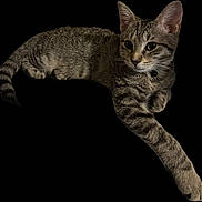Chupa is registered to the contest to win money with this photo: cat, tabby_cat, feline, pet, animal, striped, relaxed, lying_down, paw, ears, whiskers, collar, curious, cute, mammal, domestic_animal, portrait, isolated, gray, black_stripes