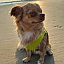 dog, small_dog, beach, sand, sunset, harness, outdoor, pet, animal, fur, shadow, calm, sunlight, water, coast, sky, nature, seaside, quiet, daylight