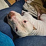 dog, white_dog, pet, resting, lap, denim, jeans, person, blanket, indoor, cozy, companion, close_up, casual, relaxed, animal, fur, head, brown_spots, comfort