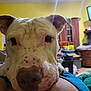 dog, close_up, indoor, white_dog, brown_spots, resting, face, ears, nose, window, curtains, furniture, living_room, couch, blurred_background, human_arm, pet, animal, domestic, cozy