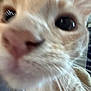 Piggy is registered to the contest to win money with this photo: cat, close_up, nose, eyes, whiskers, fur, indoor, curious, pet, animal, blurred, face, muzzle, light_brown, tabby, whisker_spots, soft, texture, domestic_cat, feline