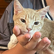 Piggy is registered to the contest to win money with this photo: kitten, cat, pet, hand, human, close_up, furry, animal, domestic_animal, young_cat, whiskers, ears, face, resting, comfort, indoor, person, holding, soft_light, cute