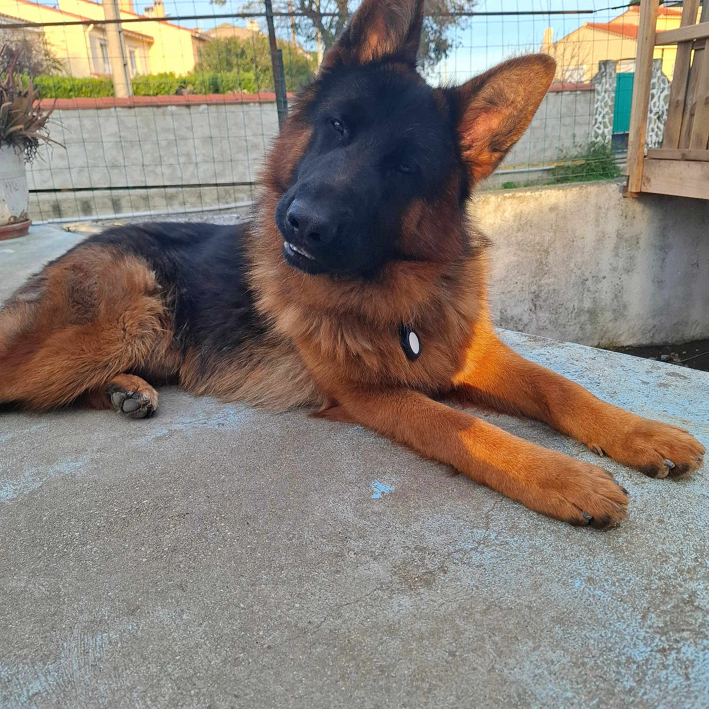 Aiko a rejoint le concours — aidez-le/la à gagner de superbes lots ! german_shepherd, dog, pet, animal, outdoor, concrete, fence, tree, house, ear, paw, fur, canine, sunlight, daylight, curious, lying_down, tilted_head, collar, nature