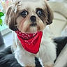 dog, small_dog, bandana, red_bandana, fluffy, pet, indoor, cushion, curious, cute, white_fur, brown_fur, close_up, portrait, animal, companion, houseplant, furniture, soft_focus, indoor_lighting
