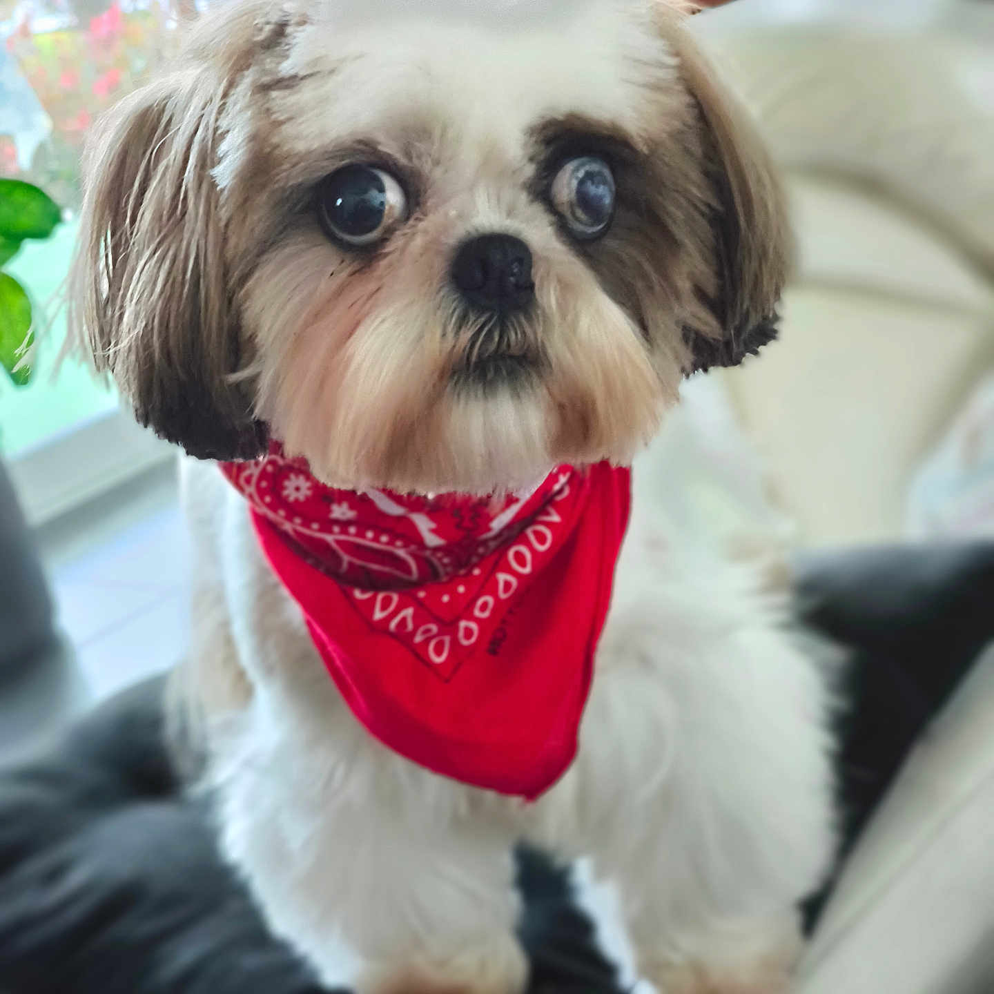 Bilat Marie participe au concours pour gagner de l'argent avec cette photo : dog, small_dog, bandana, red_bandana, fluffy, pet, indoor, cushion, curious, cute, white_fur, brown_fur, close_up, portrait, animal, companion, houseplant, furniture, soft_focus, indoor_lighting