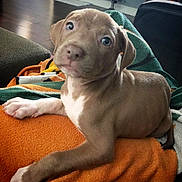 Dutch joined the competition — help win amazing prizes! puppy, dog, pet, animal, brown, white, blanket, cozy, indoor, fur, cute, young, laying, paw, ears, snout, floor, house, relaxed, companion