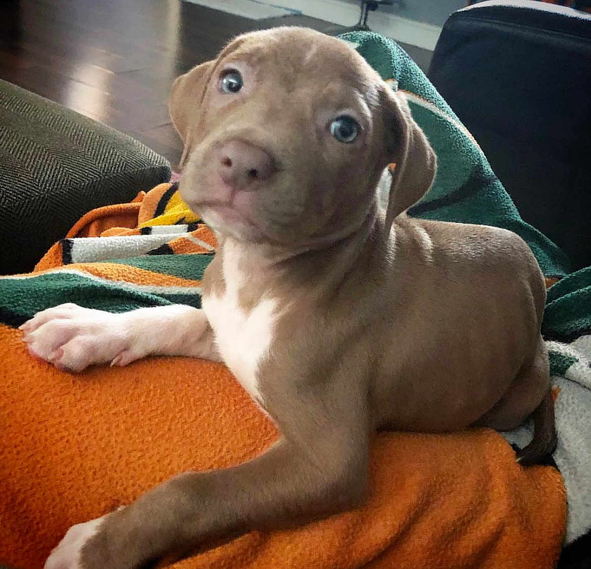 Dutch joined the competition — help win amazing prizes! puppy, dog, pet, animal, brown, white, blanket, cozy, indoor, fur, cute, young, laying, paw, ears, snout, floor, house, relaxed, companion