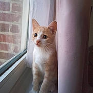 Loky a rejoint le concours — aidez-le/la à gagner de superbes lots ! cat, orange_cat, white_cat, pet, windowsill, curtains, window, brick_wall, indoor, animal, feline, whiskers, ears, paws, sitting, looking_outside, domestic_cat, cute, curious, young_cat