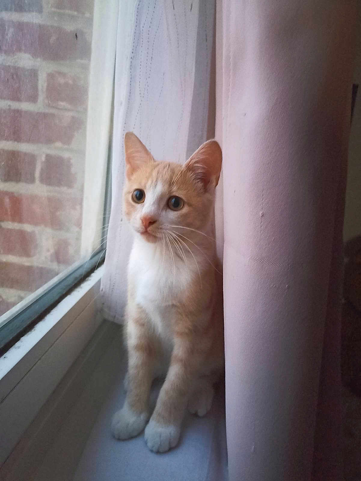 Loky a rejoint le concours — aidez-le/la à gagner de superbes lots ! cat, orange_cat, white_cat, pet, windowsill, curtains, window, brick_wall, indoor, animal, feline, whiskers, ears, paws, sitting, looking_outside, domestic_cat, cute, curious, young_cat