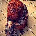 Aymeric D.