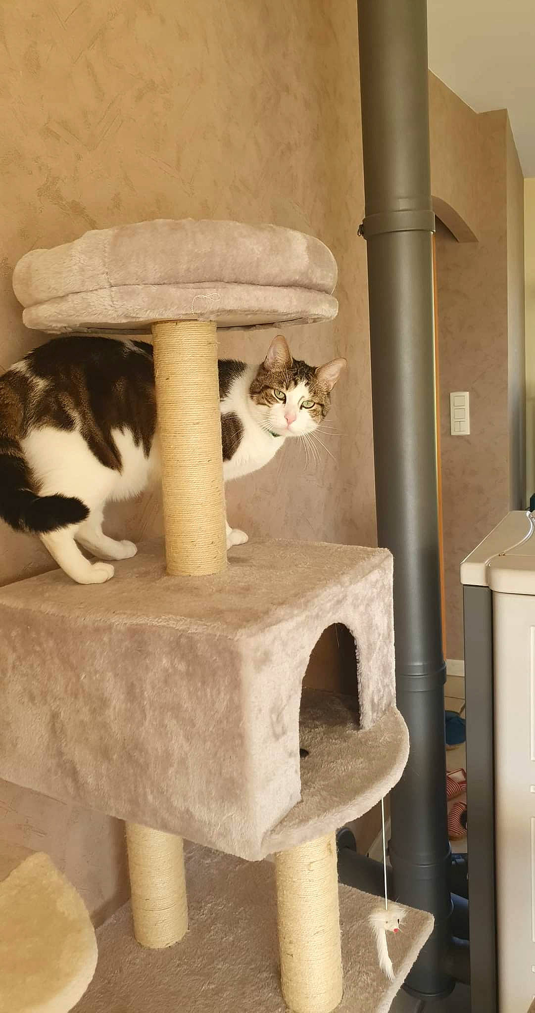 Gustave a rejoint le concours — aidez-le/la à gagner de superbes lots ! carnivore, cat, cat_furniture, cat_supply, comfort, domestic_short_haired_cat, fawn, felidae, fur, hardwood, interior_design, pedestal, pet_supply, plywood, room, small_to_medium_sized_cats, tail, whiskers, wood, wood_stain