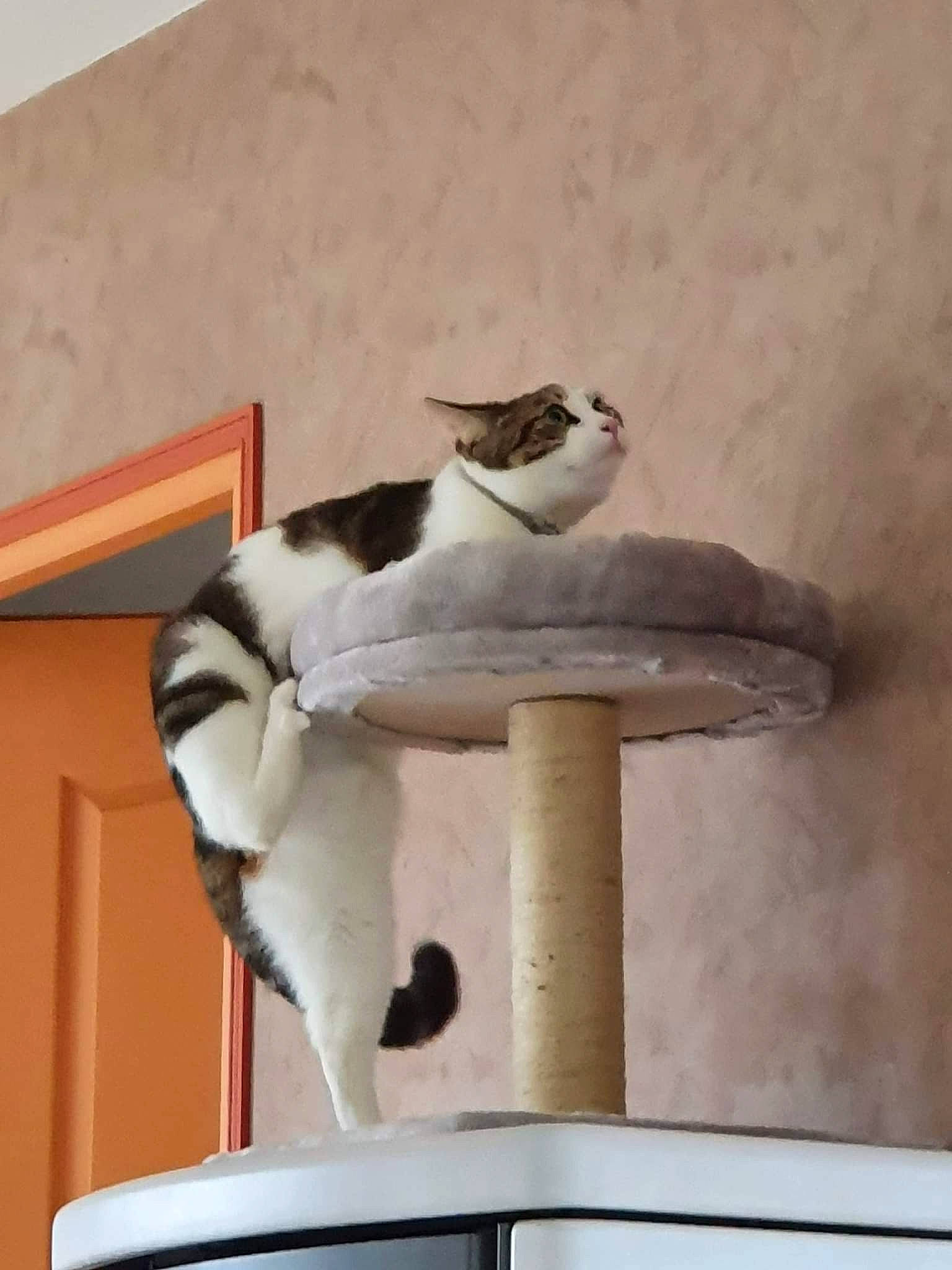 Gustave a rejoint le concours — aidez-le/la à gagner de superbes lots ! carnivore, cat, cat_furniture, cat_supply, domestic_short_haired_cat, felidae, fur, pedestal, pet_supply, sitting, small_to_medium_sized_cats, tail, whiskers, wood