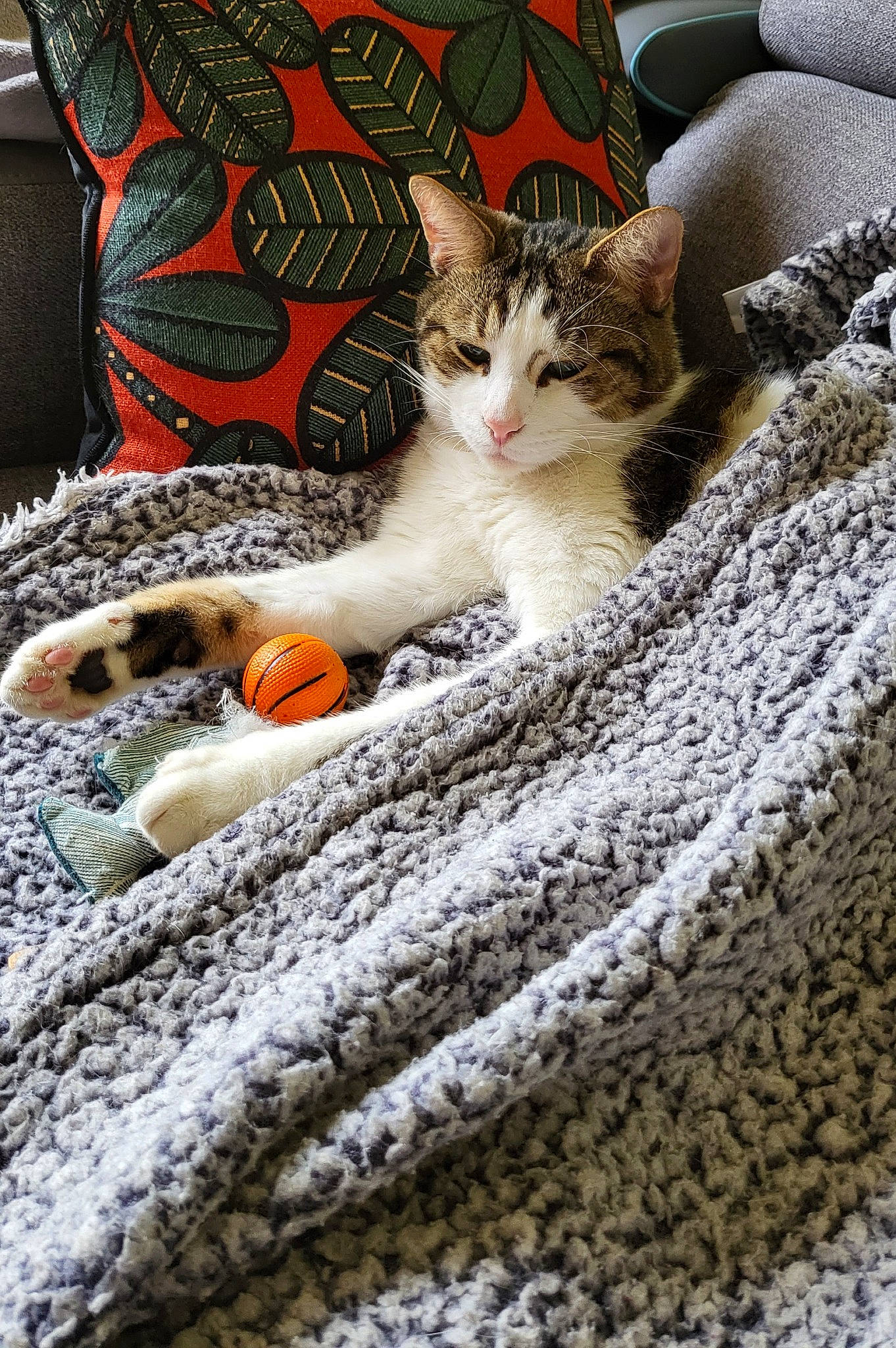 Gustave a rejoint le concours — aidez-le/la à gagner de superbes lots ! bedding, carnivore, carpet, cat, claw, comfort, domestic_short_haired_cat, fawn, felidae, flooring, fur, grey, linens, nap, pattern, paw, small_to_medium_sized_cats, tail, whiskers, wood