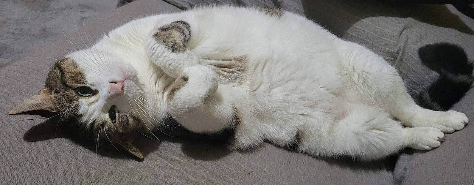 Gustave a rejoint le concours — aidez-le/la à gagner de superbes lots ! carnivore, cat, claw, comfort, domestic_short_haired_cat, felidae, fur, nap, paw, sleep, small_to_medium_sized_cats, snout, tail, terrestrial_animal, whiskers