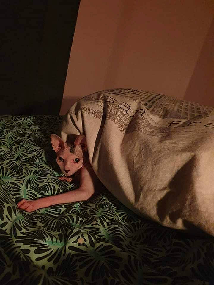 Ozzy participe au concours pour gagner de l'argent avec cette photo : bed, bedding, bedroom, canidae, carnivore, comfort, darkness, fawn, felidae, flooring, fur, human_leg, linens, room, sleeve, small_to_medium_sized_cats, tail, tints_and_shades, whiskers, wildlife