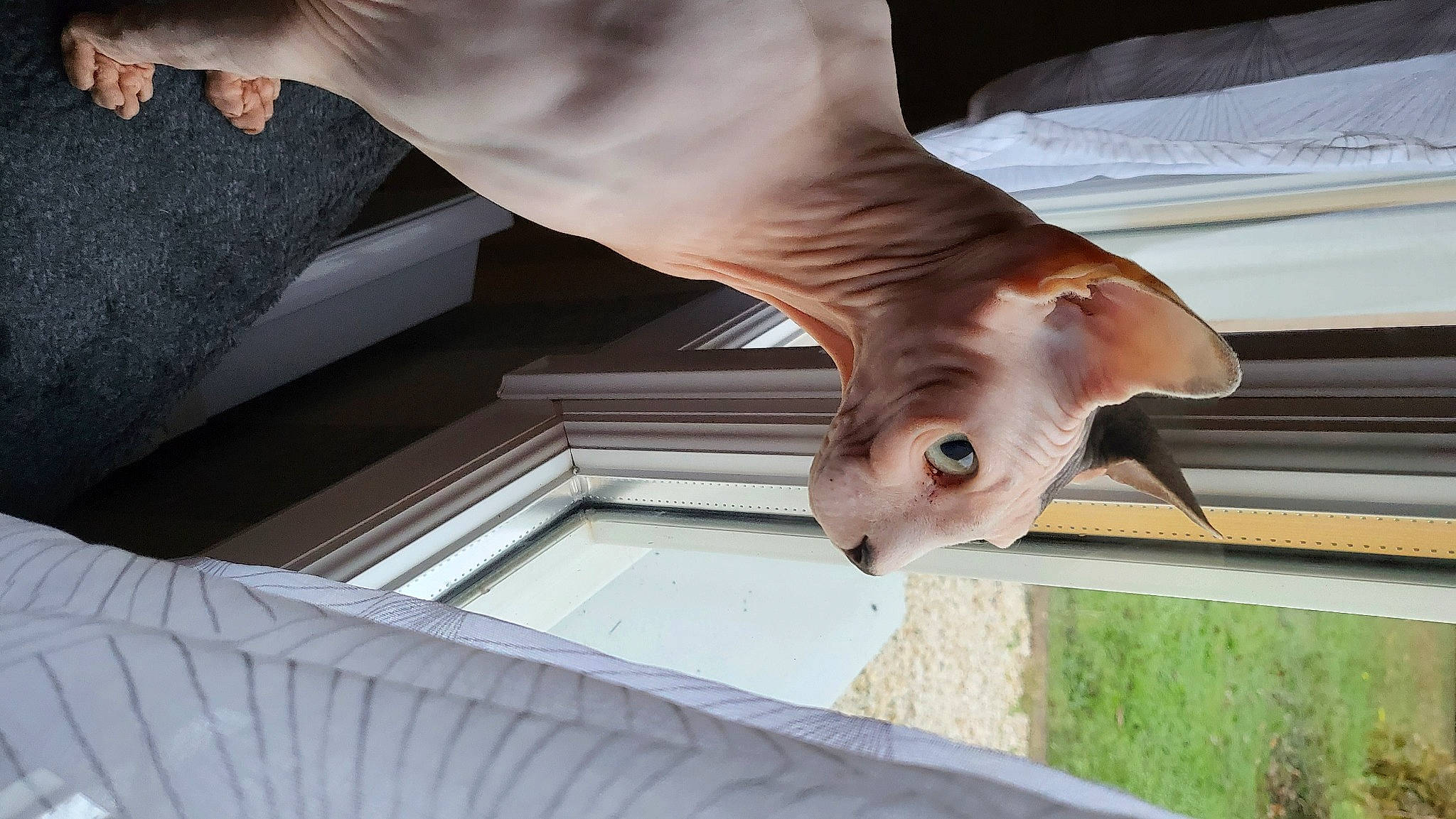 Ozzy participe au concours pour gagner de l'argent avec cette photo : barefoot, canidae, dog_breed, fawn, felidae, foot, fur, gesture, hardwood, human_leg, organism, small_to_medium_sized_cats, snout, sporting_group, tail, toe, whiskers, wood, working_animal, wrinkle