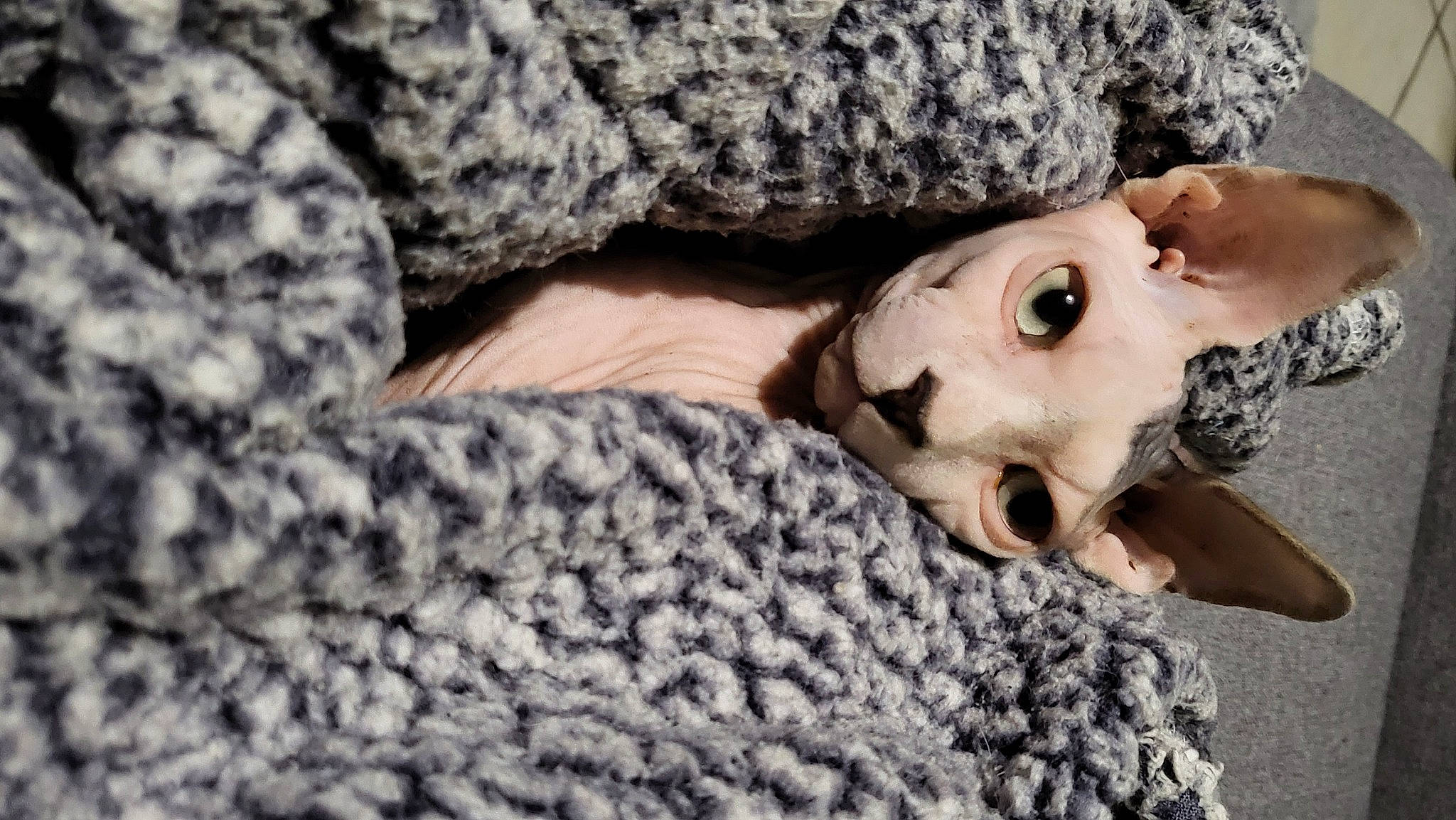 Ozzy a rejoint le concours — aidez-le/la à gagner de superbes lots ! carnivore, comfort, companion_dog, dog, dog_breed, dress, eye, eyelash, eyewear, fawn, fur, glasses, grey, jaw, pattern, snout, sunglasses, toy, trunk, wood