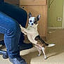Max a rejoint le concours — aidez-le/la à gagner de superbes lots ! dog, small_dog, indoor, person, blue_jeans, black_shoes, wooden_desk, power_outlet, floor, curious, pet, standing, hind_legs, front_paws, light, room, casual, companion, domestic, cute
