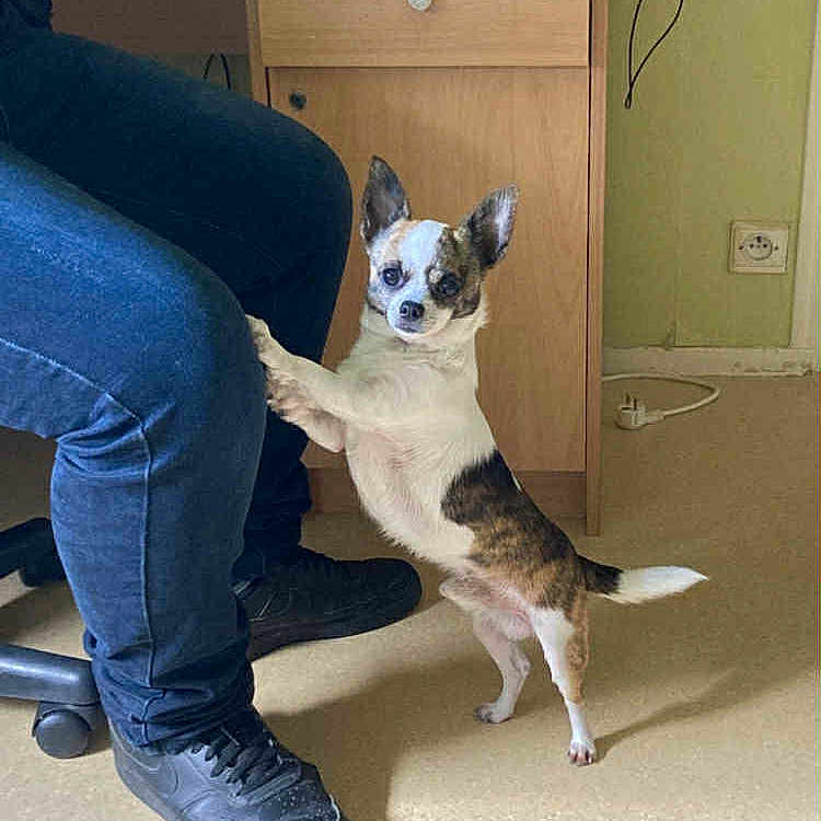 Max a rejoint le concours — aidez-le/la à gagner de superbes lots ! black_shoes, blue_jeans, casual, companion, curious, cute, dog, domestic, floor, front_paws, hind_legs, indoor, light, person, pet, power_outlet, room, small_dog, standing, wooden_desk