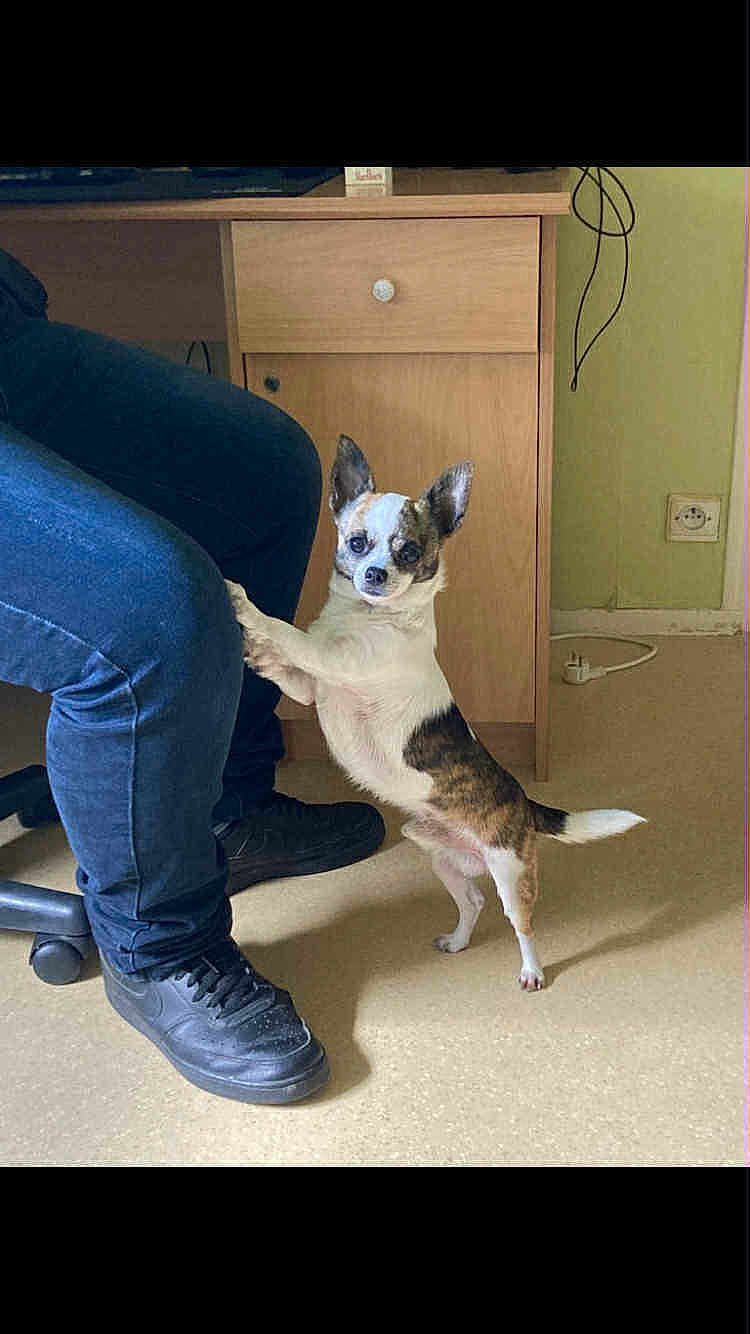 Max a rejoint le concours — aidez-le/la à gagner de superbes lots ! dog, small_dog, indoor, person, blue_jeans, black_shoes, wooden_desk, power_outlet, floor, curious, pet, standing, hind_legs, front_paws, light, room, casual, companion, domestic, cute