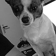 Max a rejoint le concours — aidez-le/la à gagner de superbes lots ! dog, small_dog, chihuahua, black_and_white, close_up, pet, indoor, person_arm, gaming_controller, sitting, ears, face, animal, companion, home, furniture, technology, cute, portrait, looking