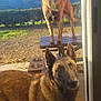 belgian_shepherd, brown_fur, curious_expression, dog, ears_up, food_bowls, glass, grass, looking_at_camera, mountain, outdoor, patio, pet_portrait, picnic_table, portrait, shadow, sunlight, two_dogs, window, yard
