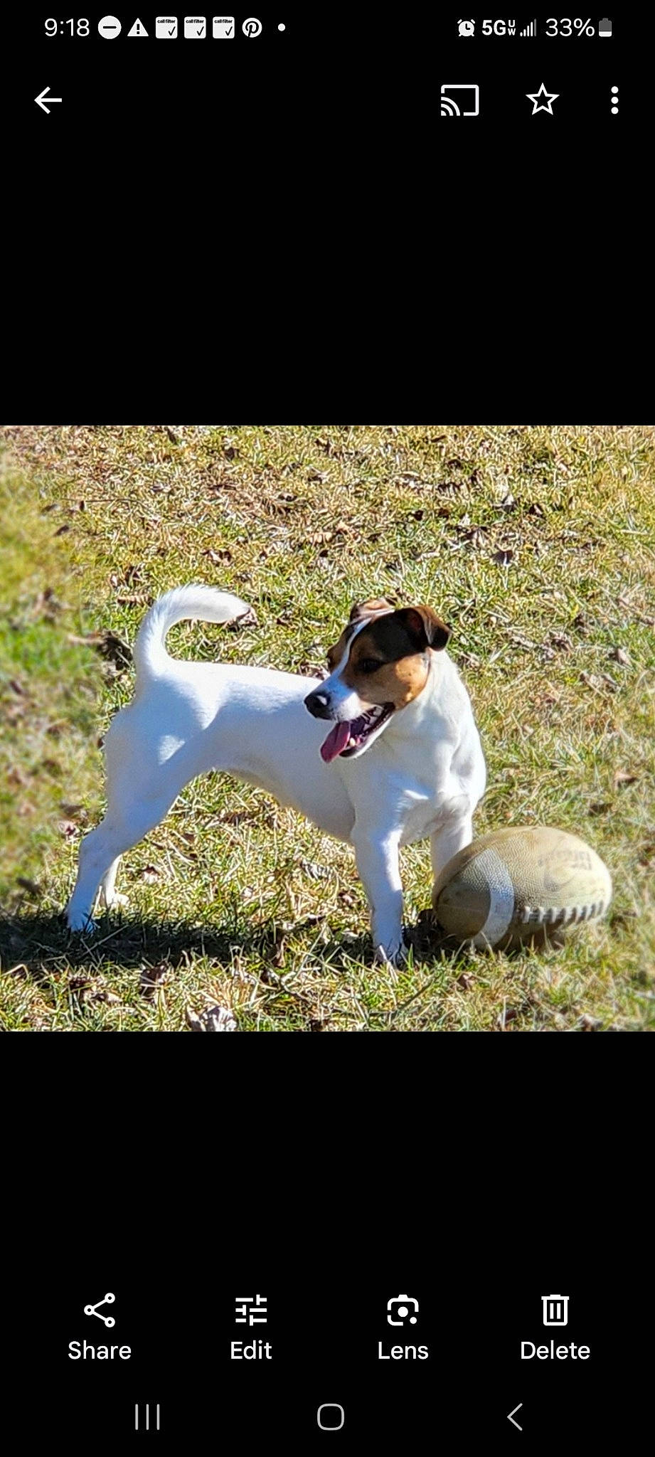 Princess Leia is registered to the contest to win money with this photo: canidae, carnivore, chilean_fox_terrier, companion_dog, dog, dog_breed, grass, hunting_dog, japanese_terrier, mammal, non_sporting_group, plant, rainbow, sporting_group, tail, terrestrial_animal, terrier, vertebrate, working_animal