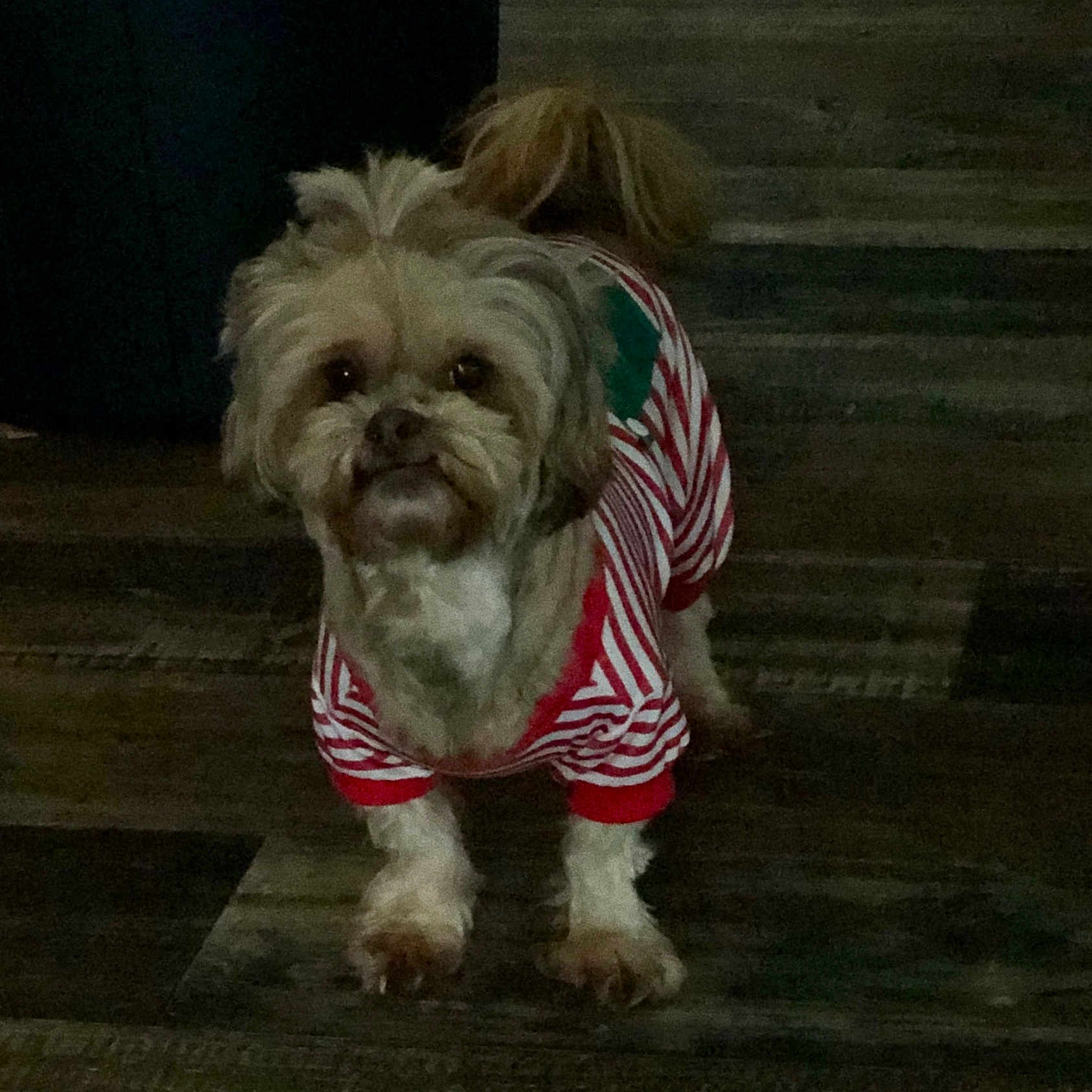 Carmella Ann is registered to the contest to win money with this photo: animal, clothing, companion, curious, cute, cute_pet, dog, domestic, fur, indoor, looking, mammal, paws, pet, portrait, small_dog, standing, striped_outfit, tail, wooden_floor