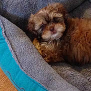 Carmella Ann joined the competition — help win amazing prizes! adorable, animal, brown, close_up, comfortable, cozy, cute, dog, fluffy, fur, indoor, laying_down, pet_bed, puppy, resting, sleepy, small_dog, soft, wooden_floor, young_dog