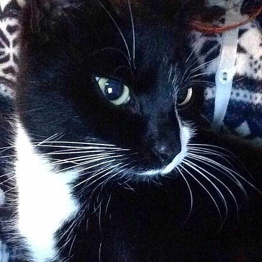 Robbie