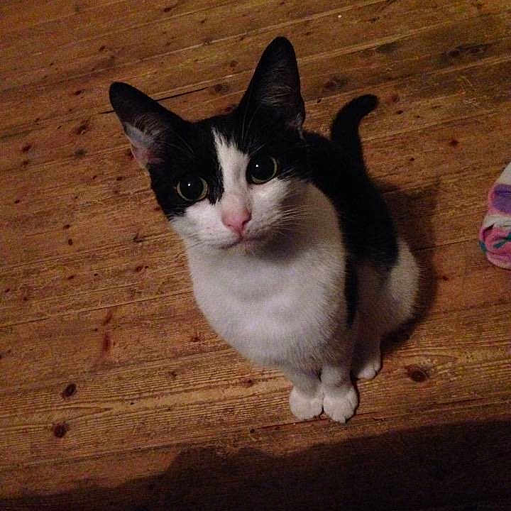 Millie