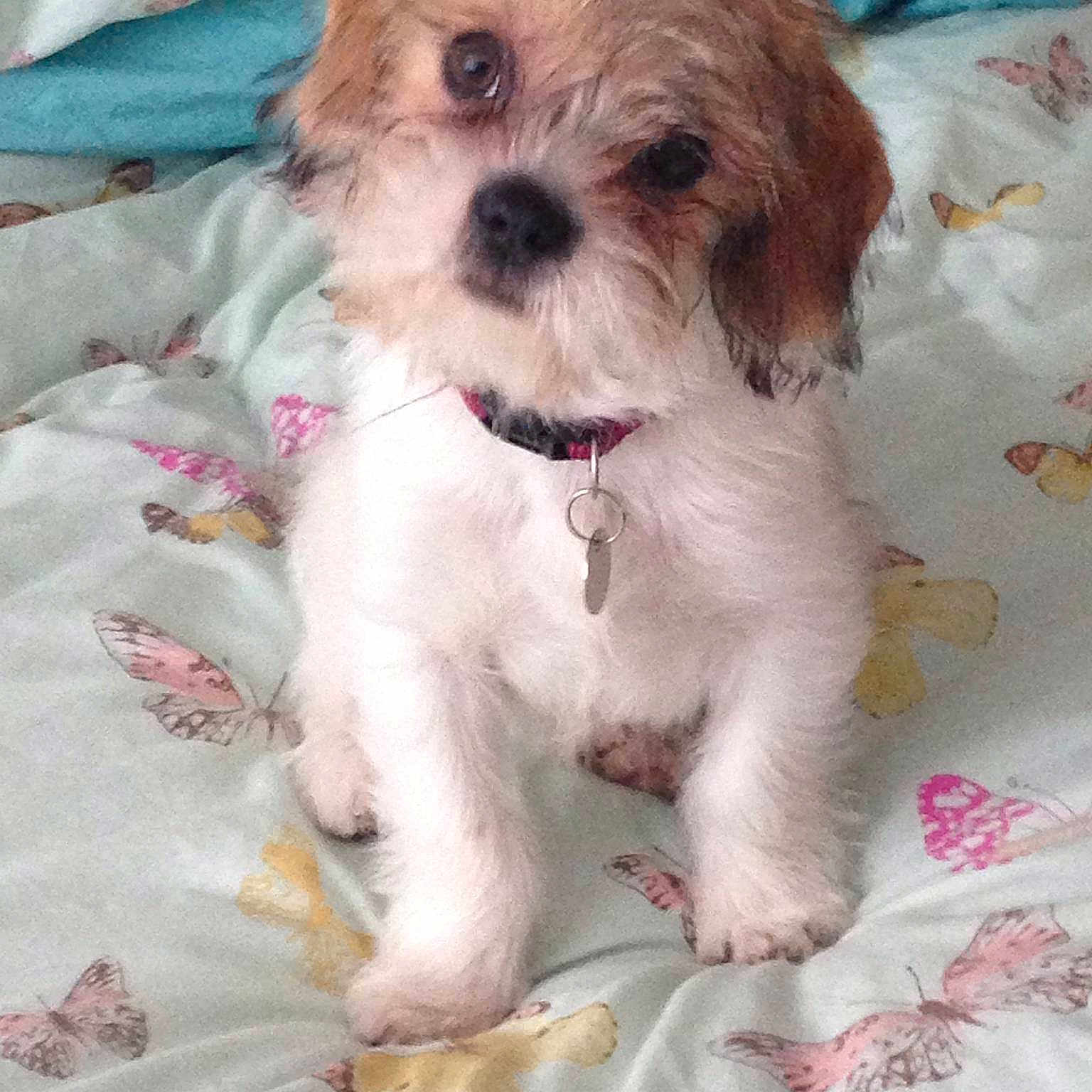 Lexie